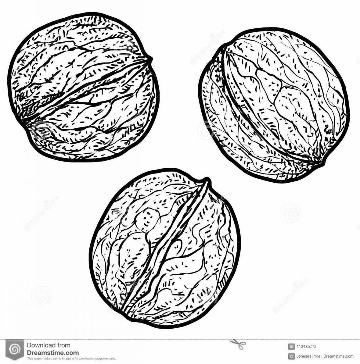 Shining Walnut Coloring Page