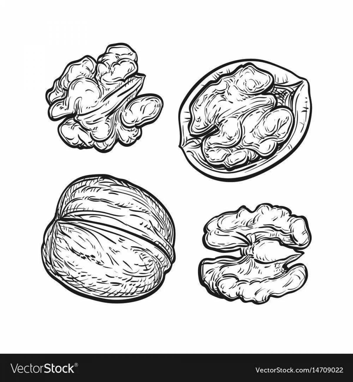 Detailed walnut coloring page