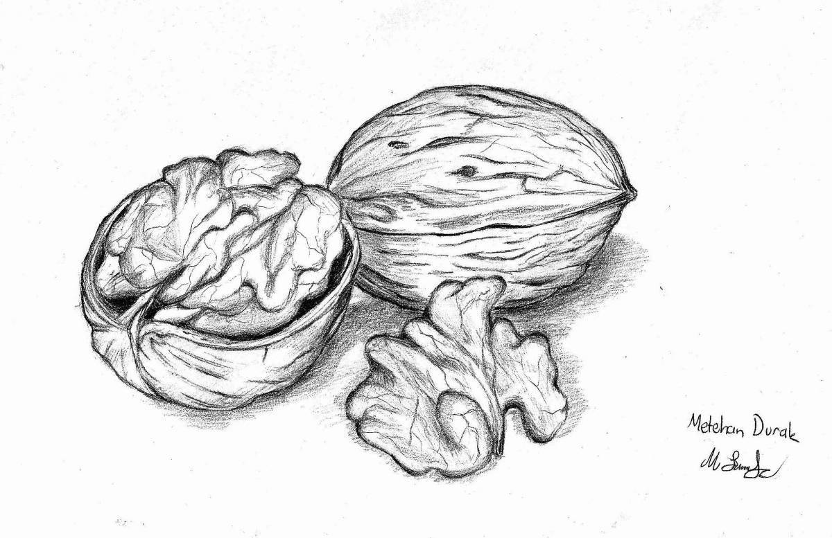 Sweet walnut coloring page