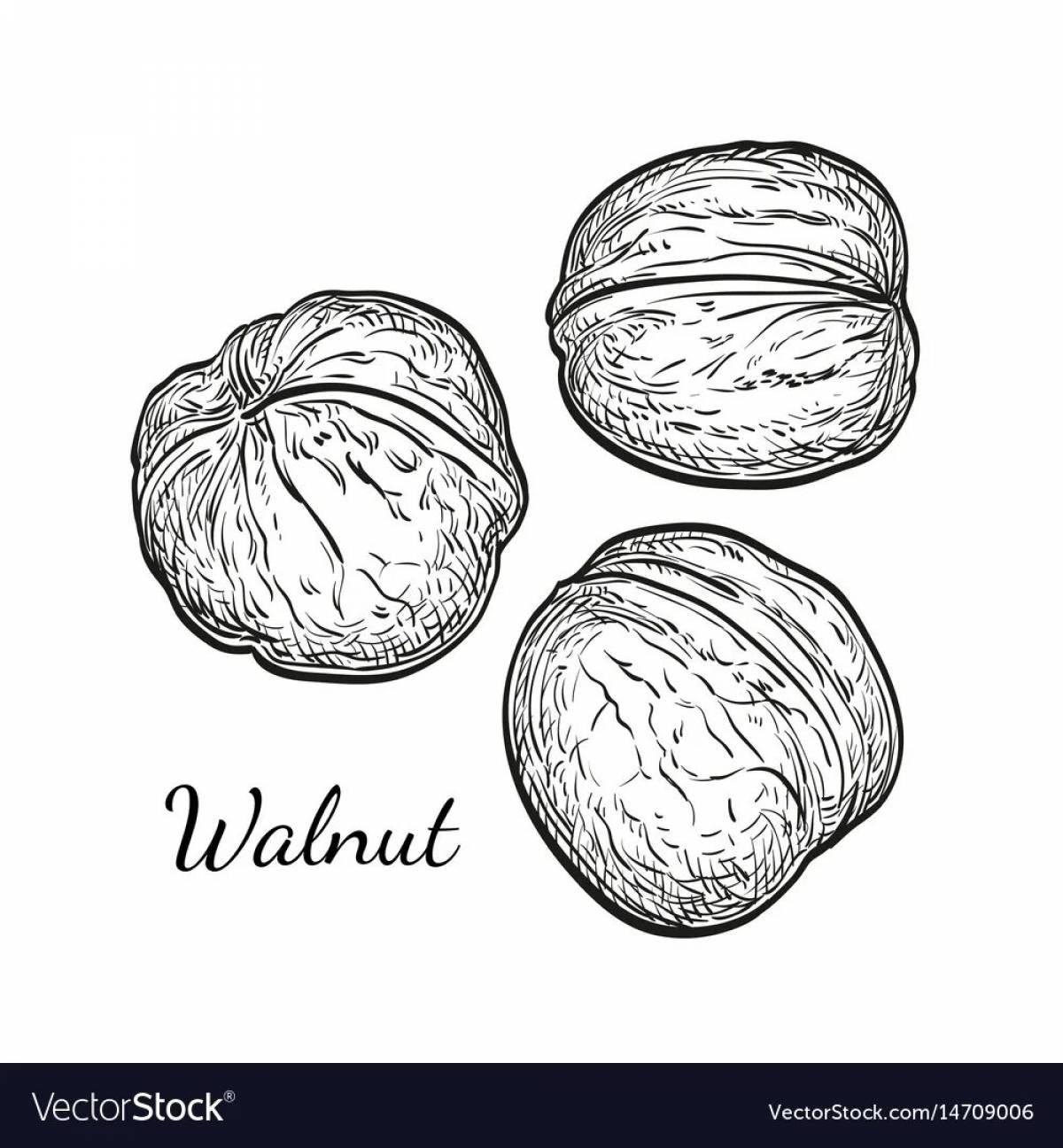 Walnut #2