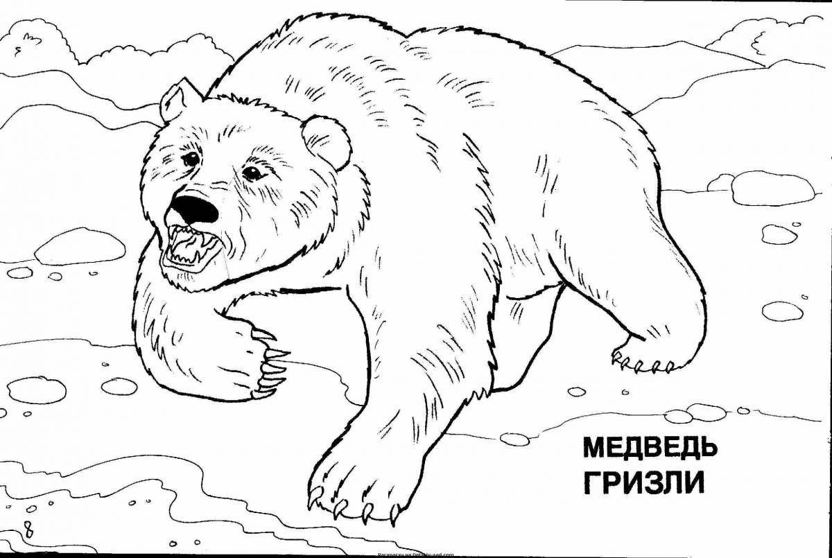 Раскраска буйный северный медведь