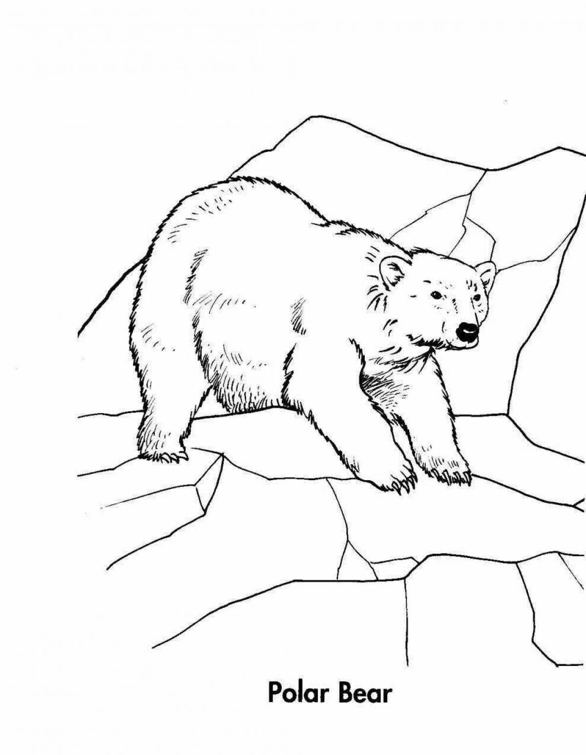 Раскраска изящный северный медведь