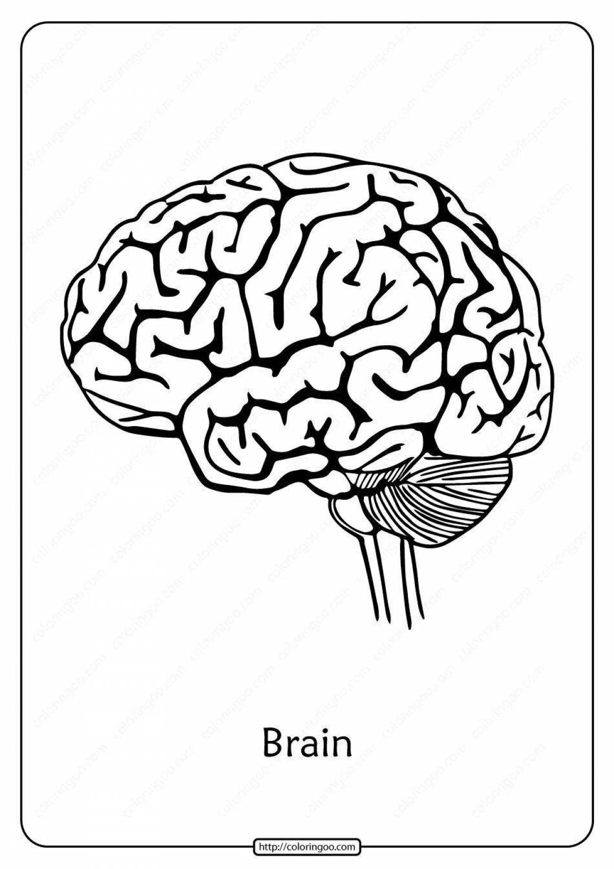Подробная страница раскраски мозга