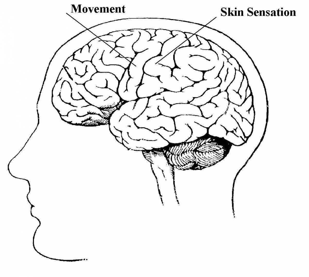 Раскраска Головной мозг #3