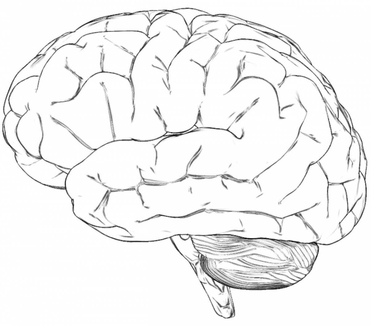 Brain #4