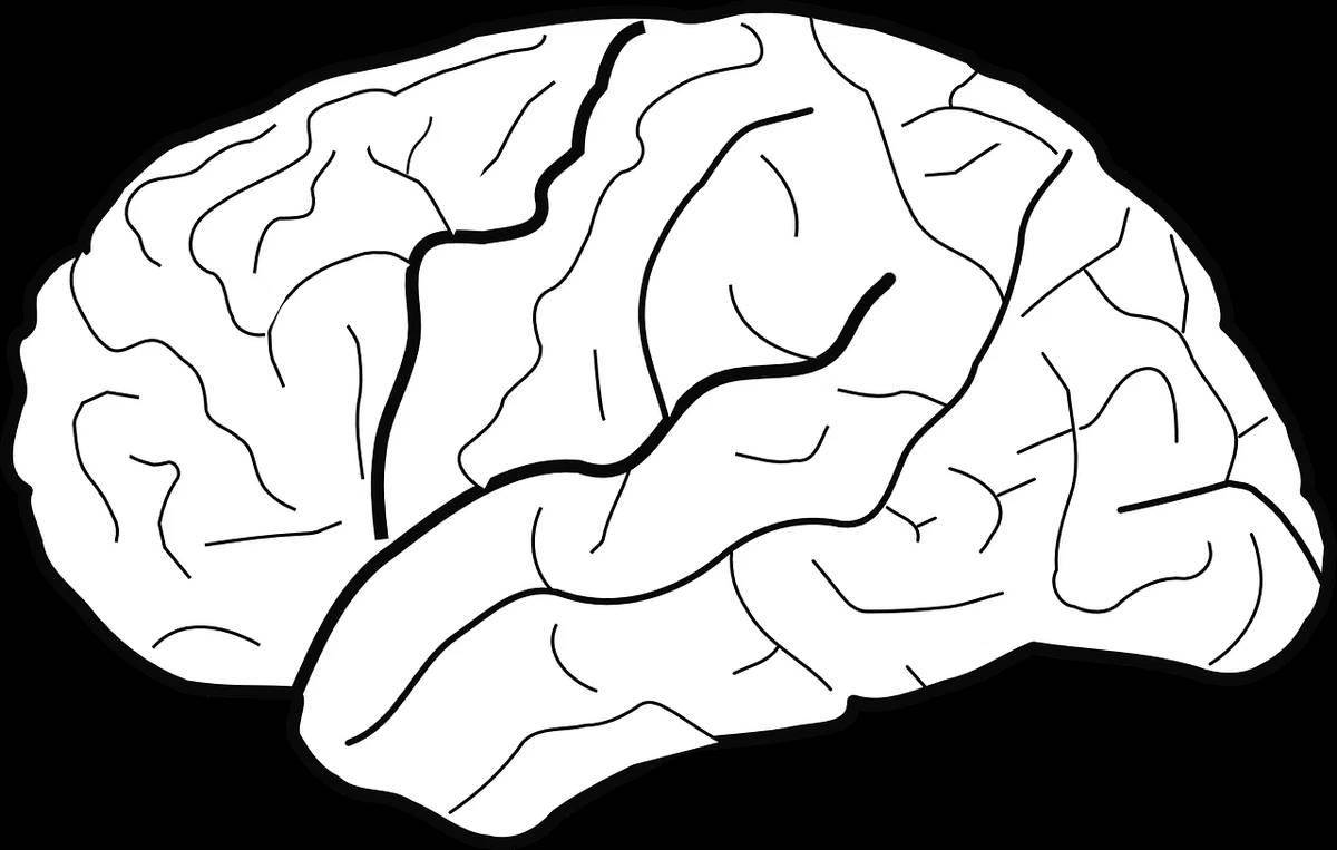 Головной мозг #11