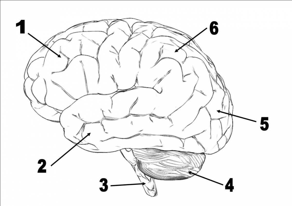 Головной мозг #14