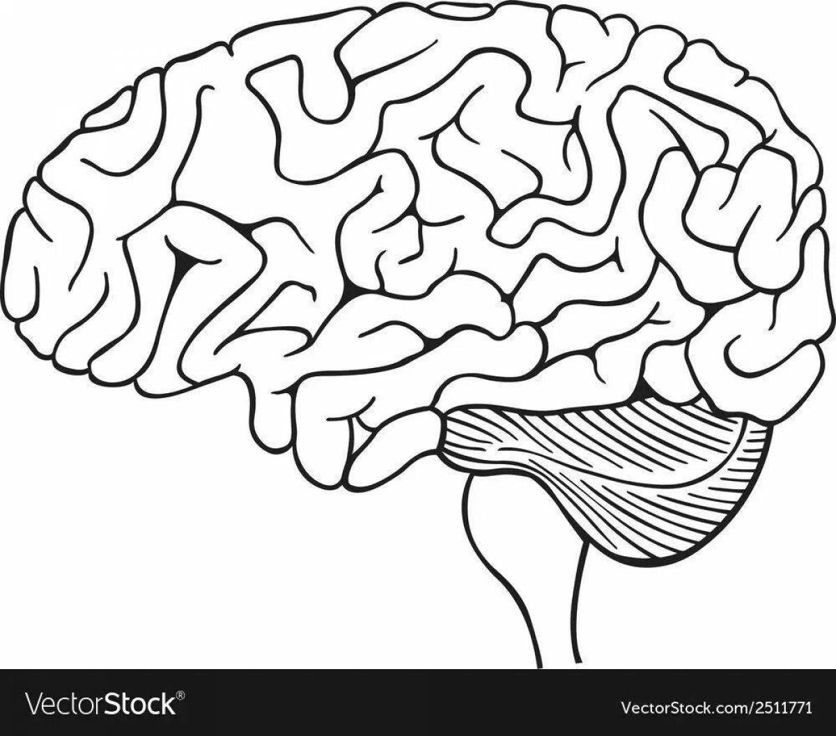 Раскраска Головной мозг #20