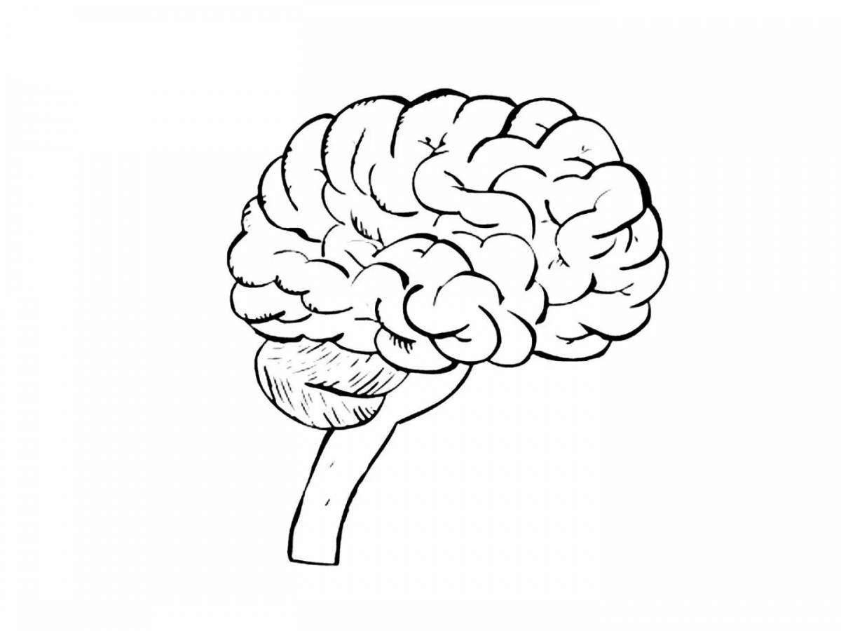 Раскраска Головной мозг #22