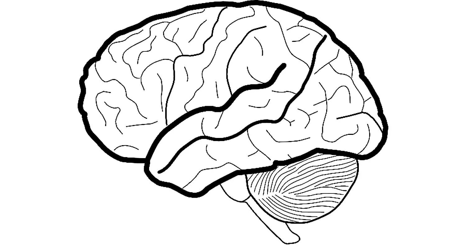 Головной мозг картинка без подписей