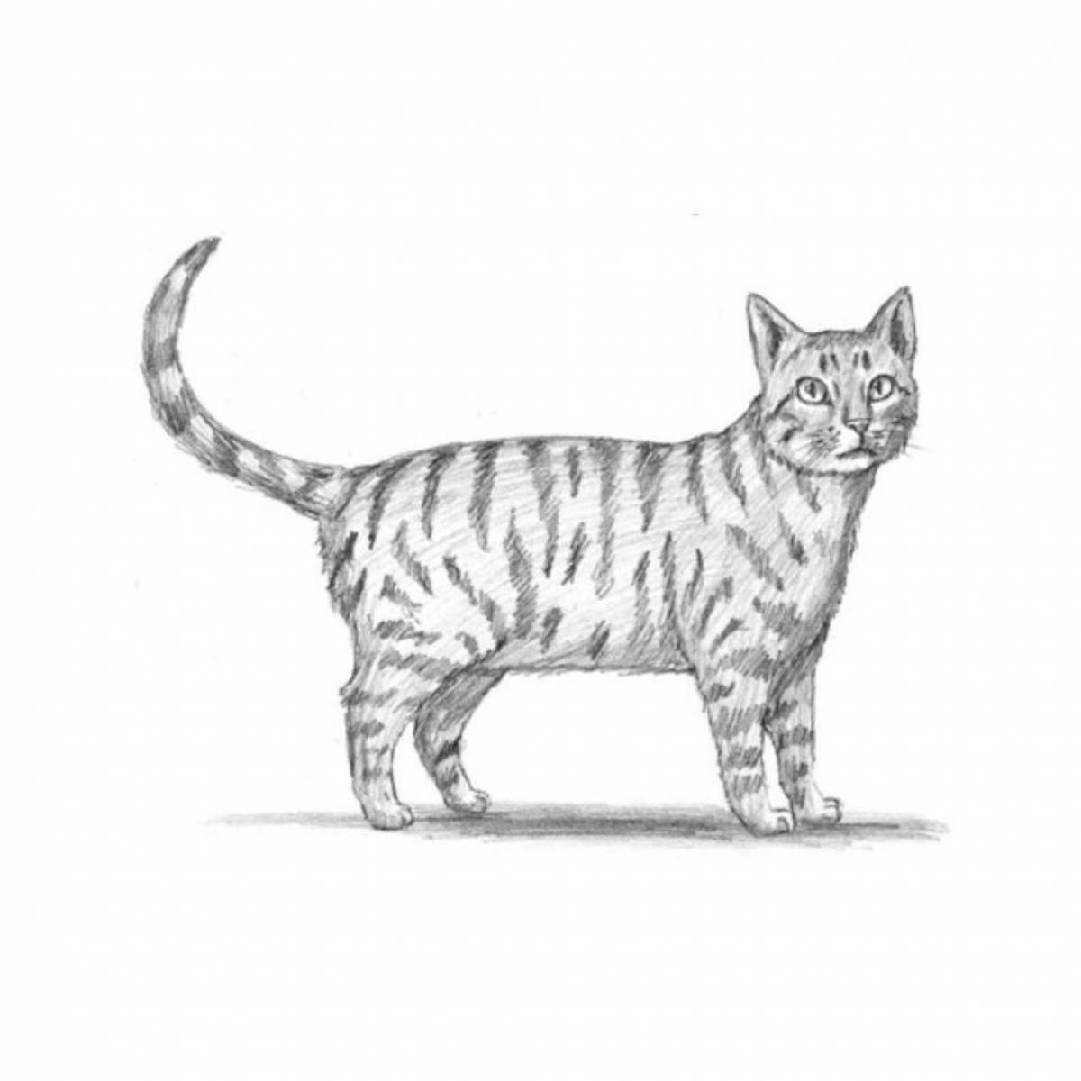 Adorable whiskas cat coloring page