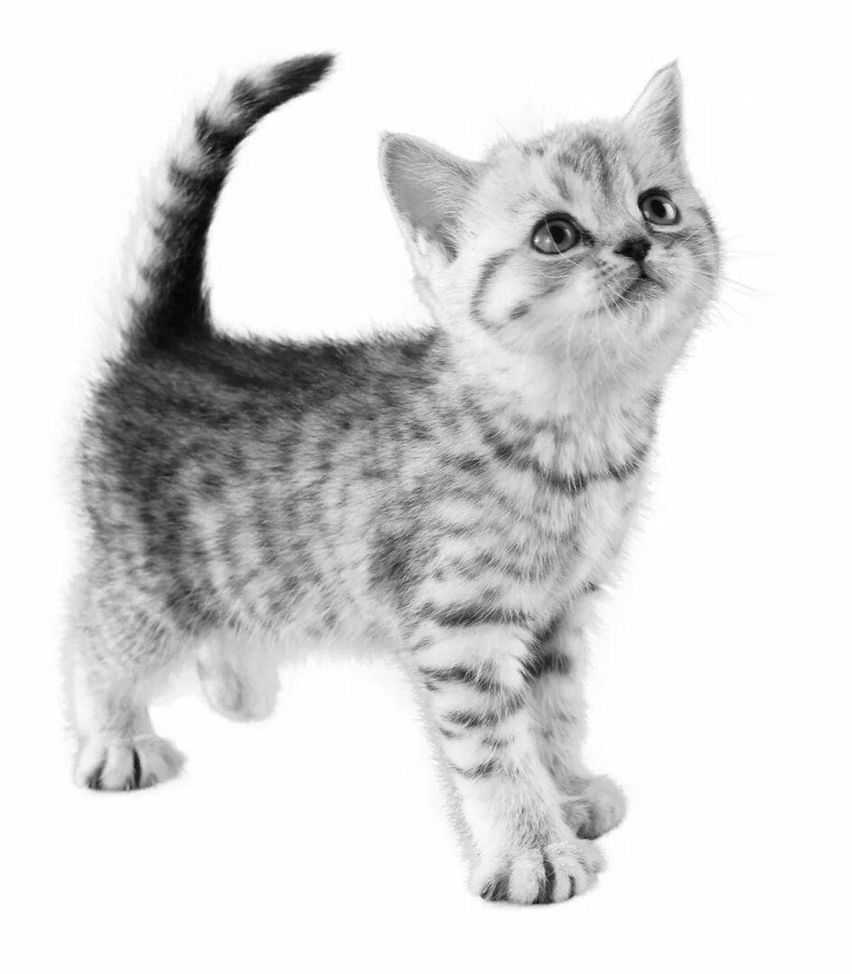 Attractive whiskas cat coloring page
