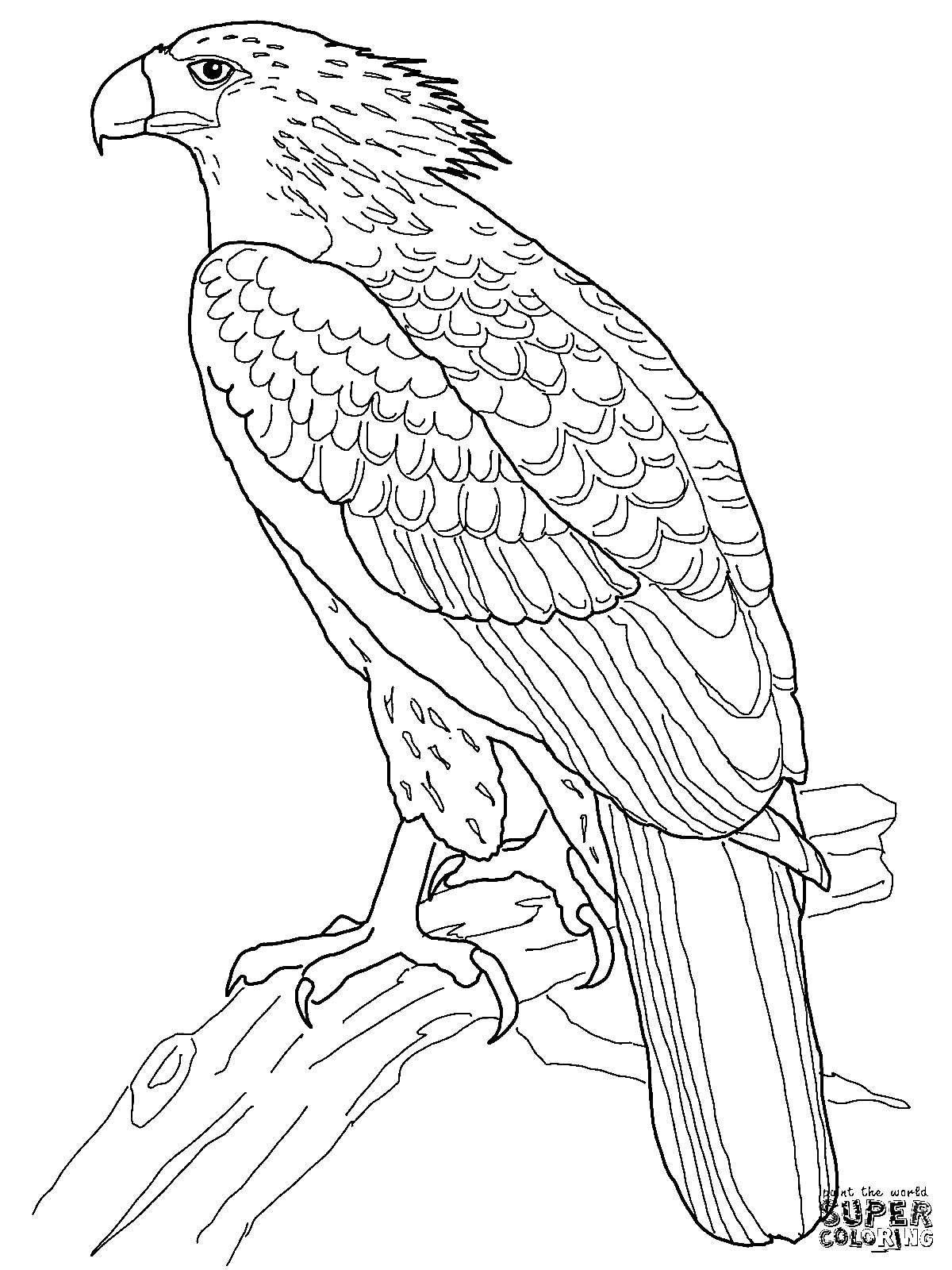 Coloring book shining eagle