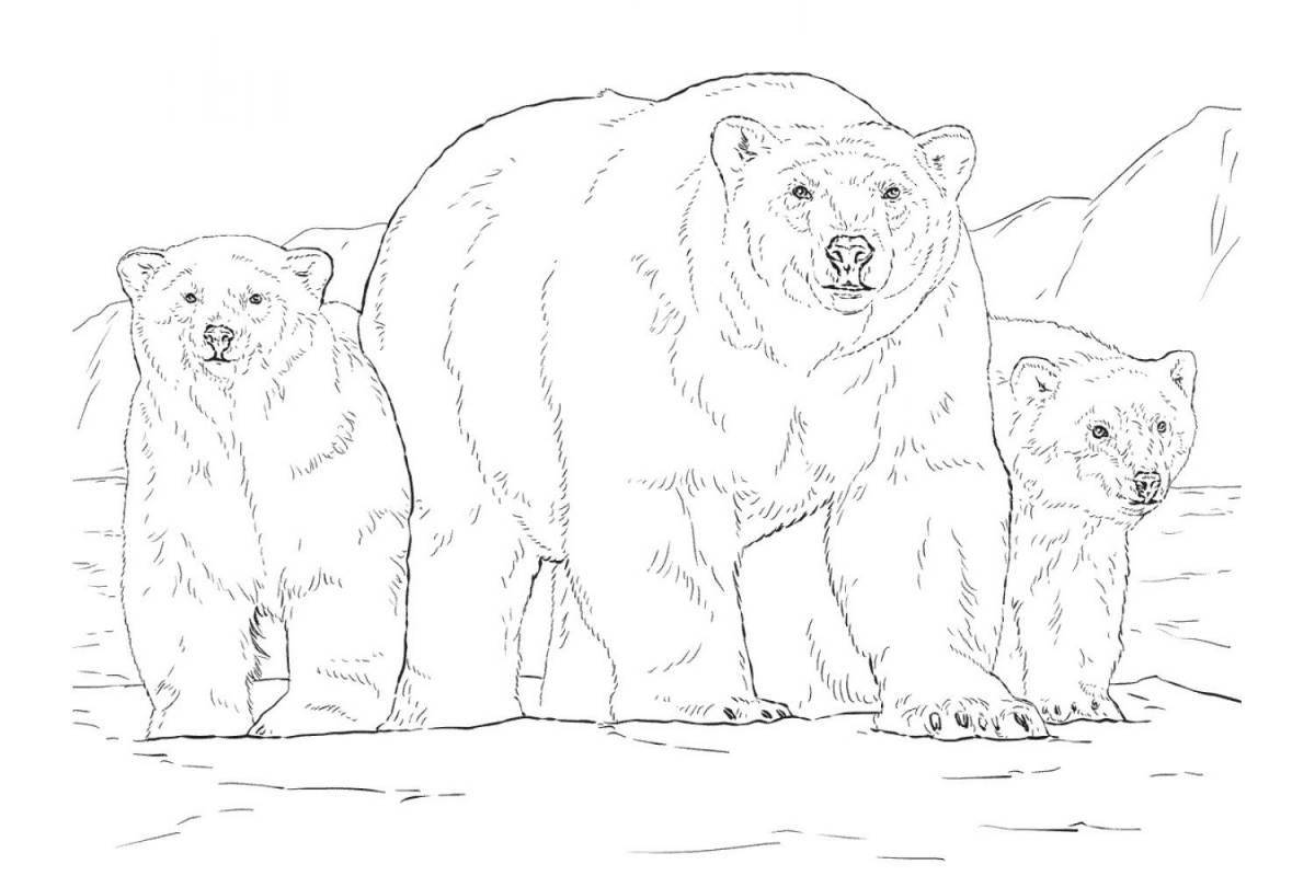 Exciting bear family coloring book