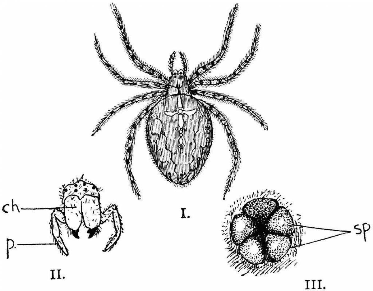 Паук крестовик рисунок. Цикл развития паука крестовика. Паук крестовик размножение. Паук крестовик личиночная стадия. Паук крестовик стадии развития.