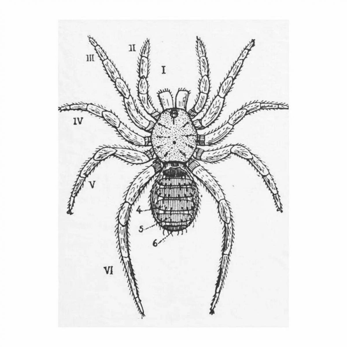 Тело паука. Liphistius Desultor. Строение паука крестовика. Паук крестовик. Паук крестовик строение рисунок.