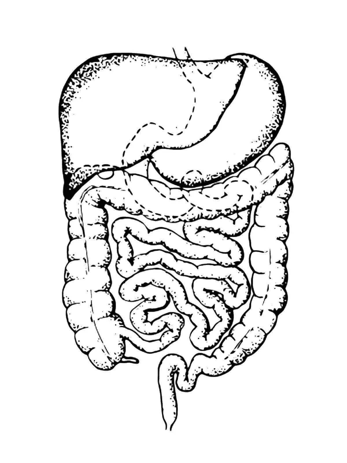 Кишечник рисунок