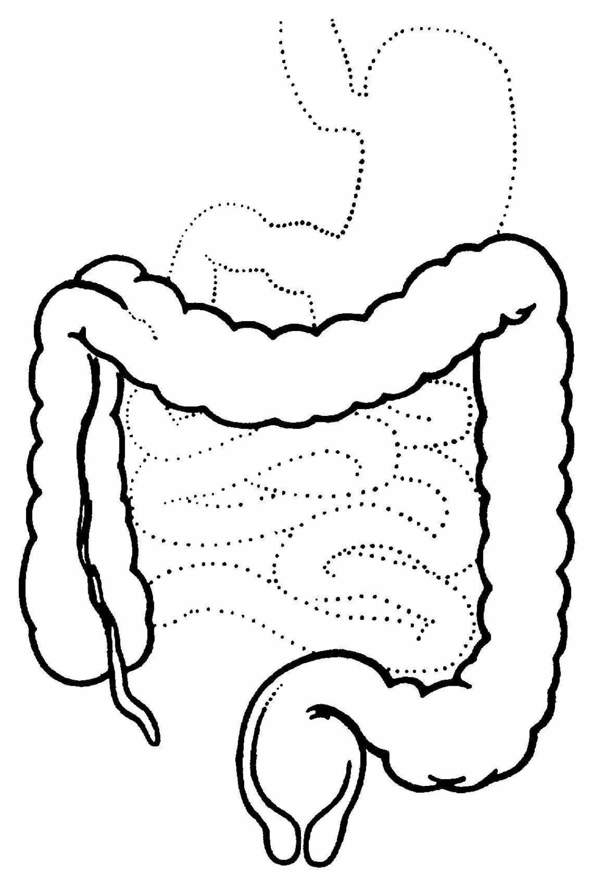 Кишки человеческие рисунок