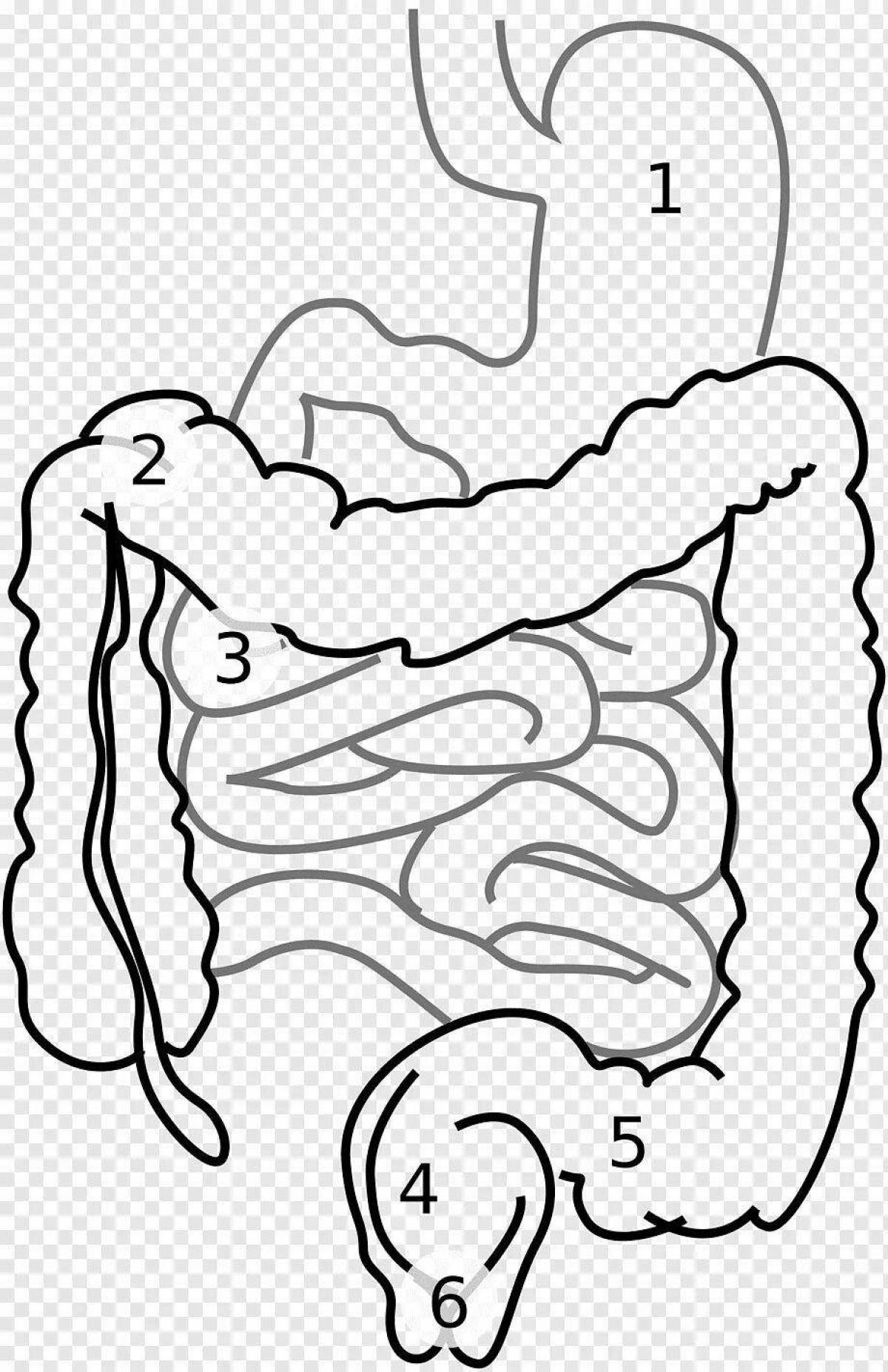 Нарисовать кишечник человека