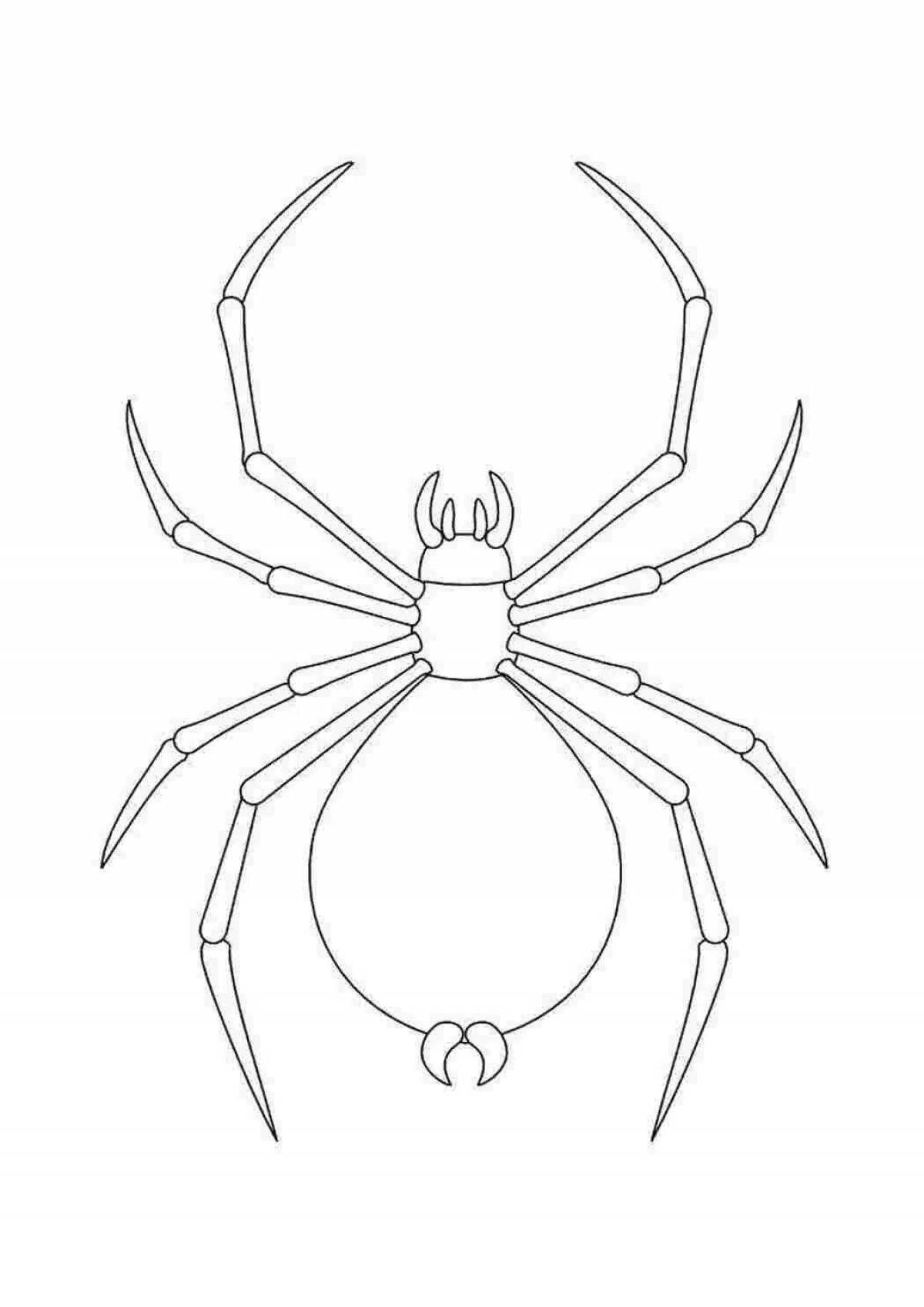 Colorful spider coloring page