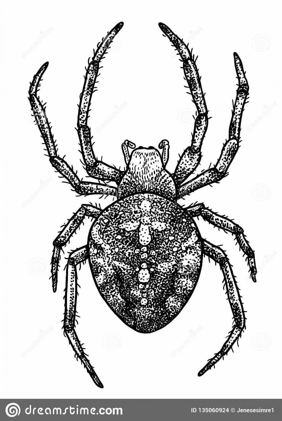 Detailed spider coloring page