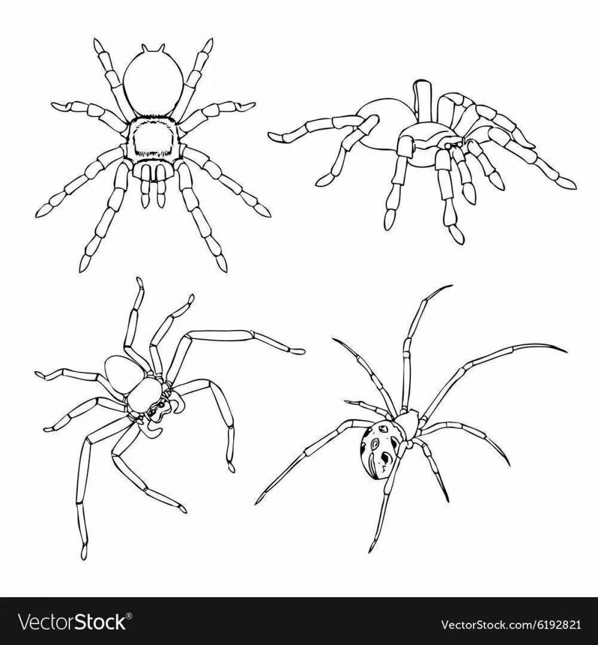 Креативная страница раскраски пауков