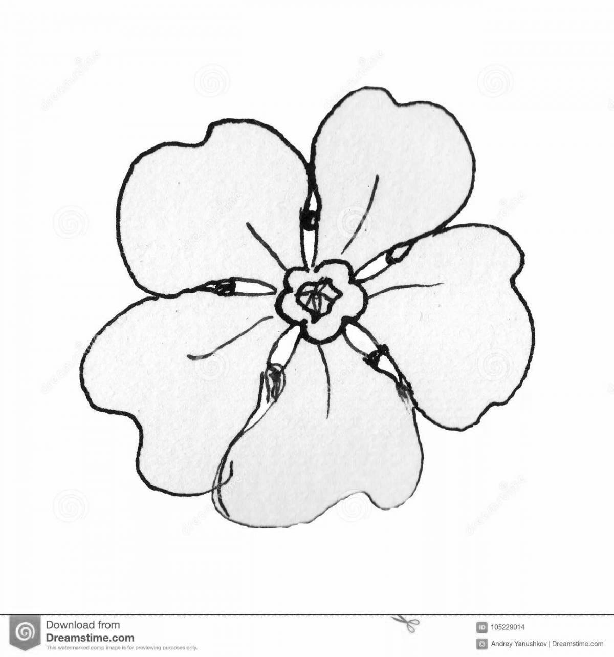 Charming forget-me-not flower coloring book