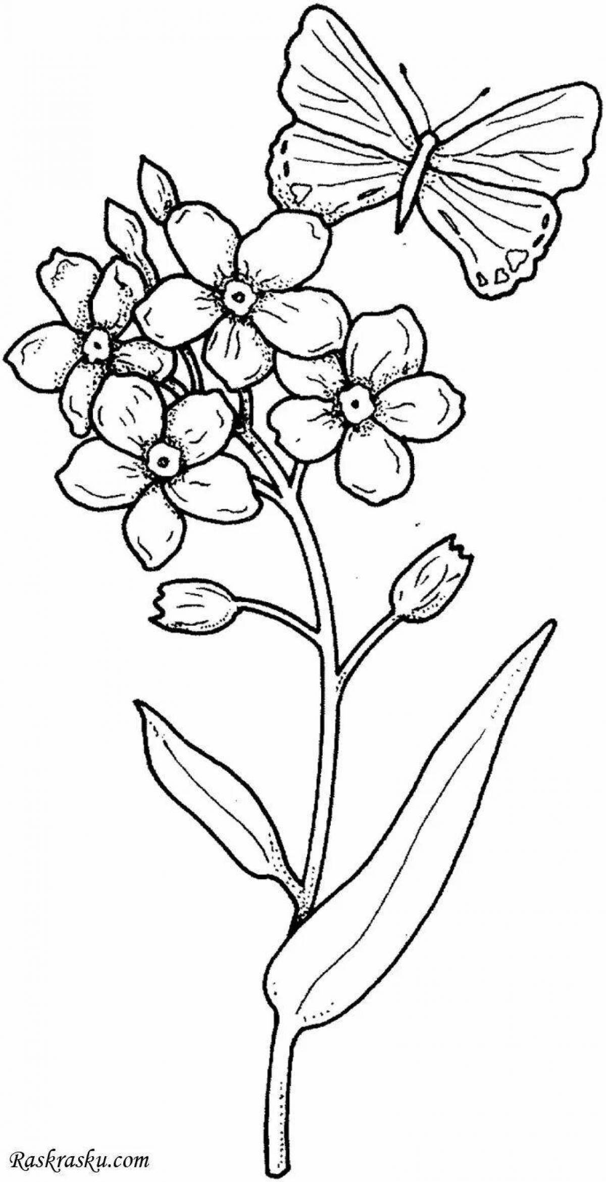 Coloring page charming forget-me-not