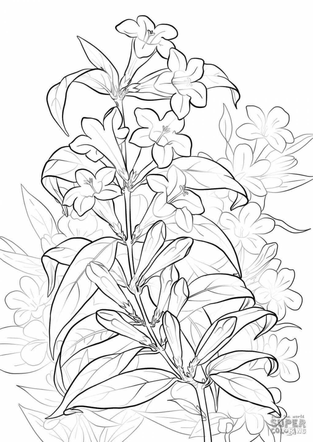 Coloring book magical forget-me-not flower