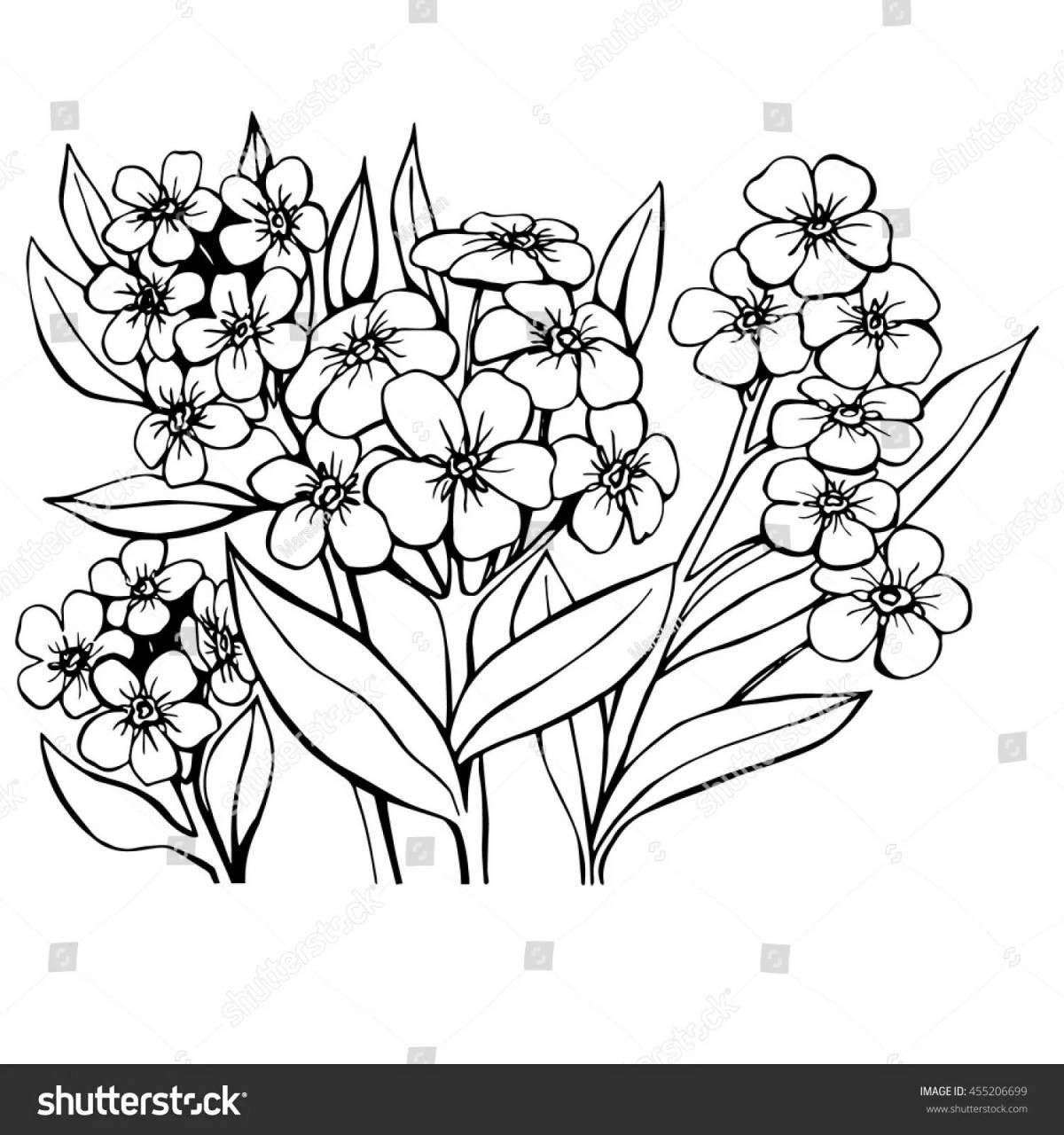 Gorgeous forget-me-not coloring page