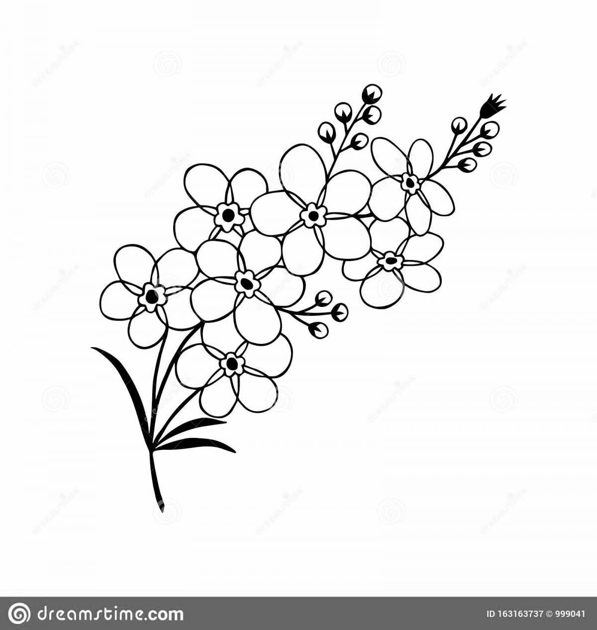 Coloring page gorgeous forget-me-not flower