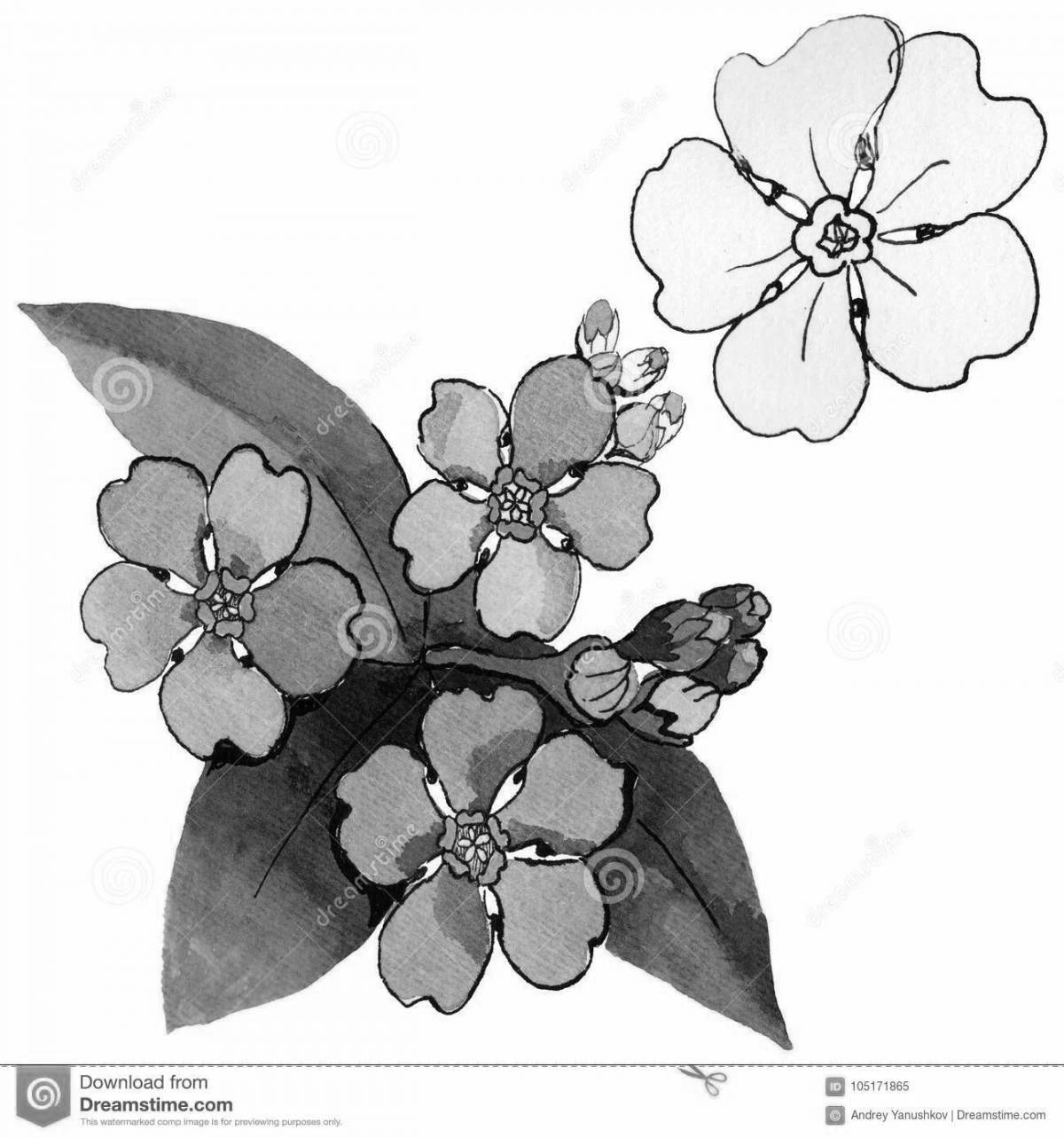 Coloring page nice forget-me-not flower
