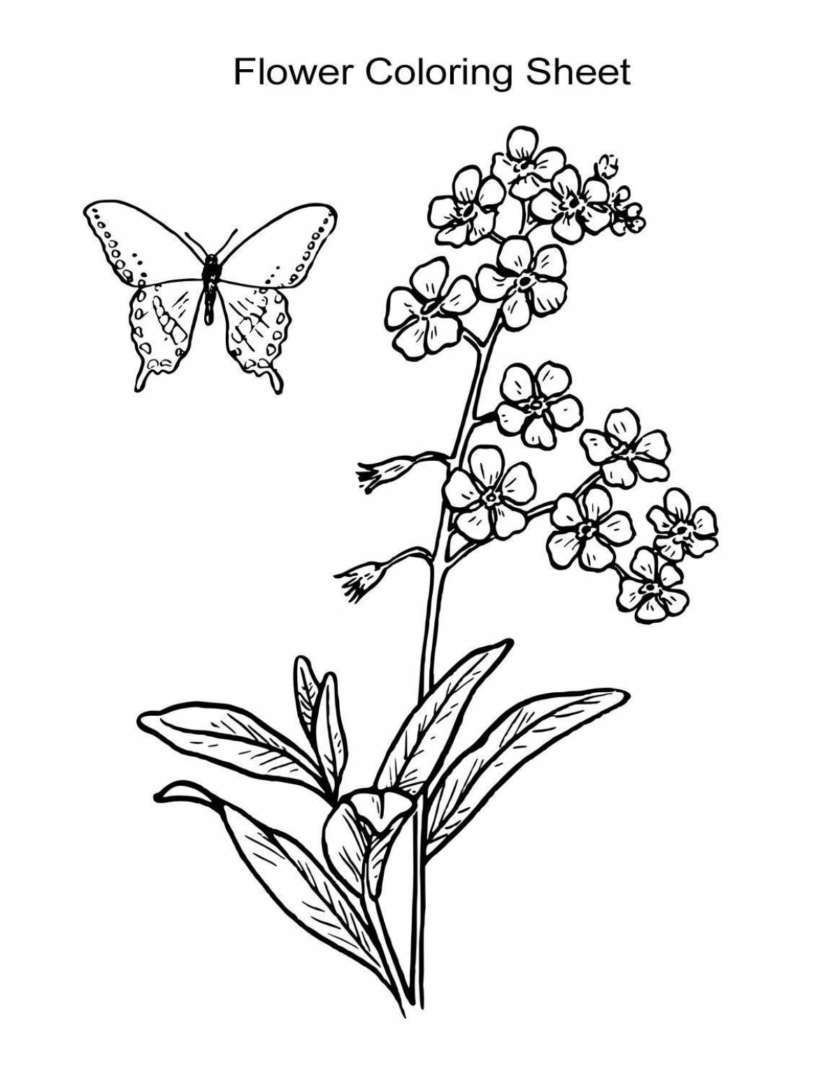 Bright forget-me-not flower coloring book