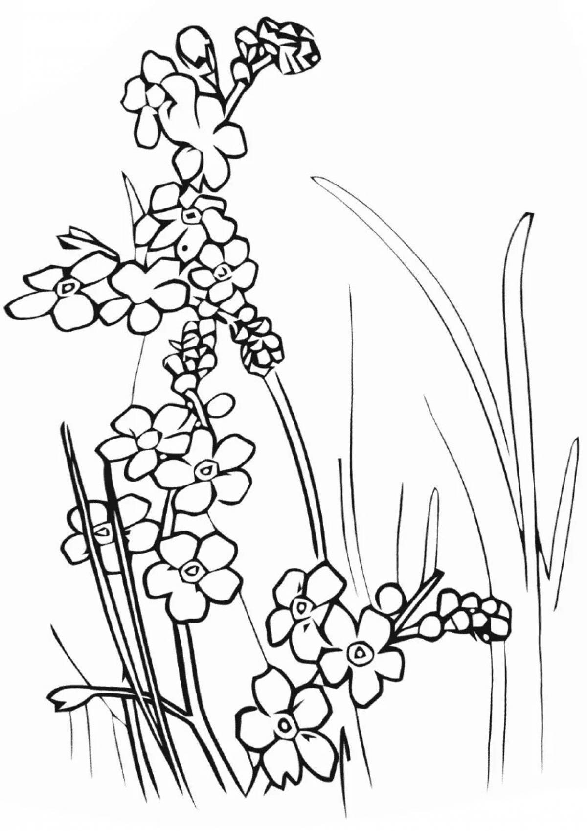 Coloring dreamy forget-me-not flower