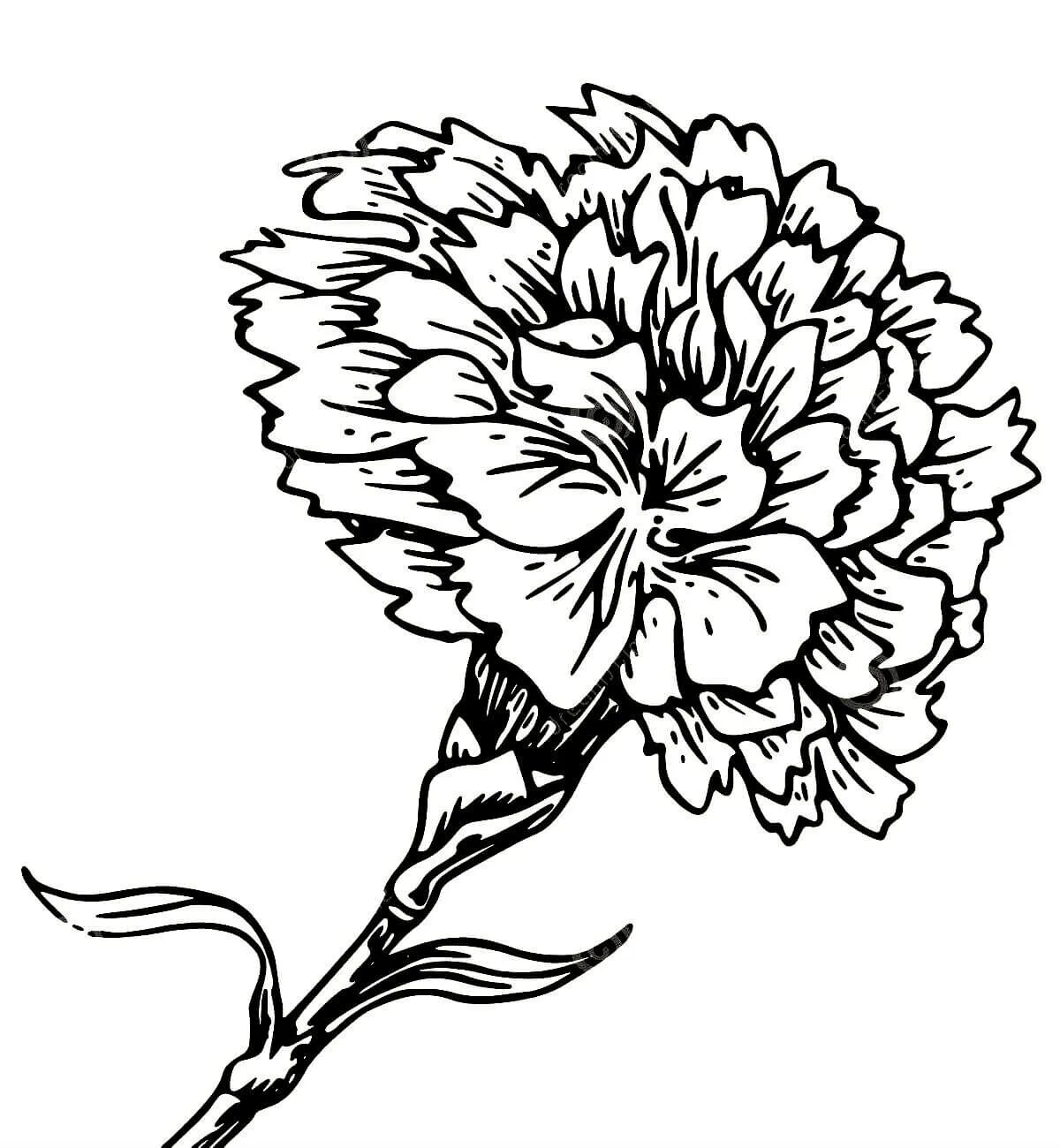 Innovative coloring 2 carnations