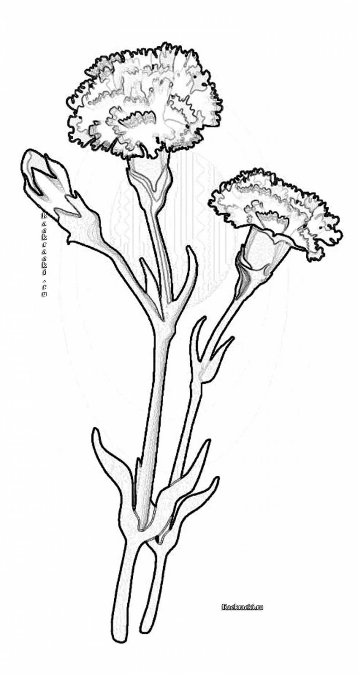 Witty's coloring 2 carnations
