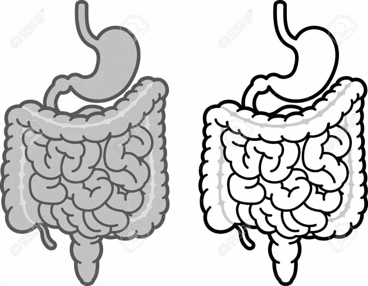 Detailed coloring of human intestines