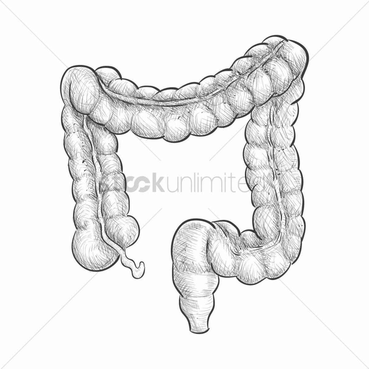 Creative human intestine coloring