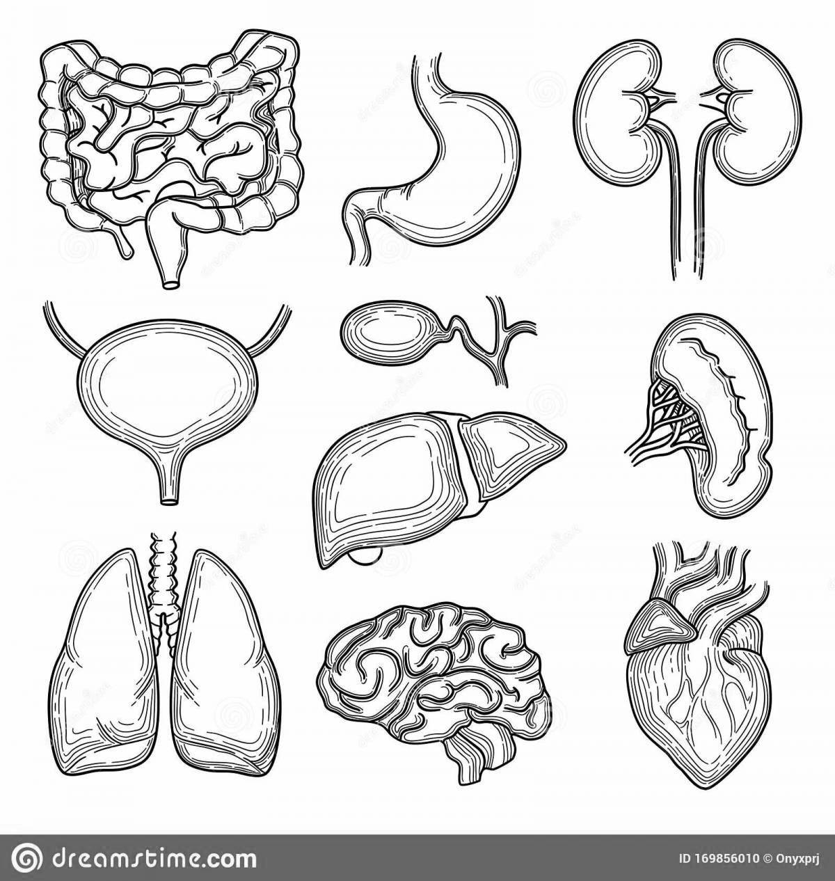 Great coloring of the human intestine