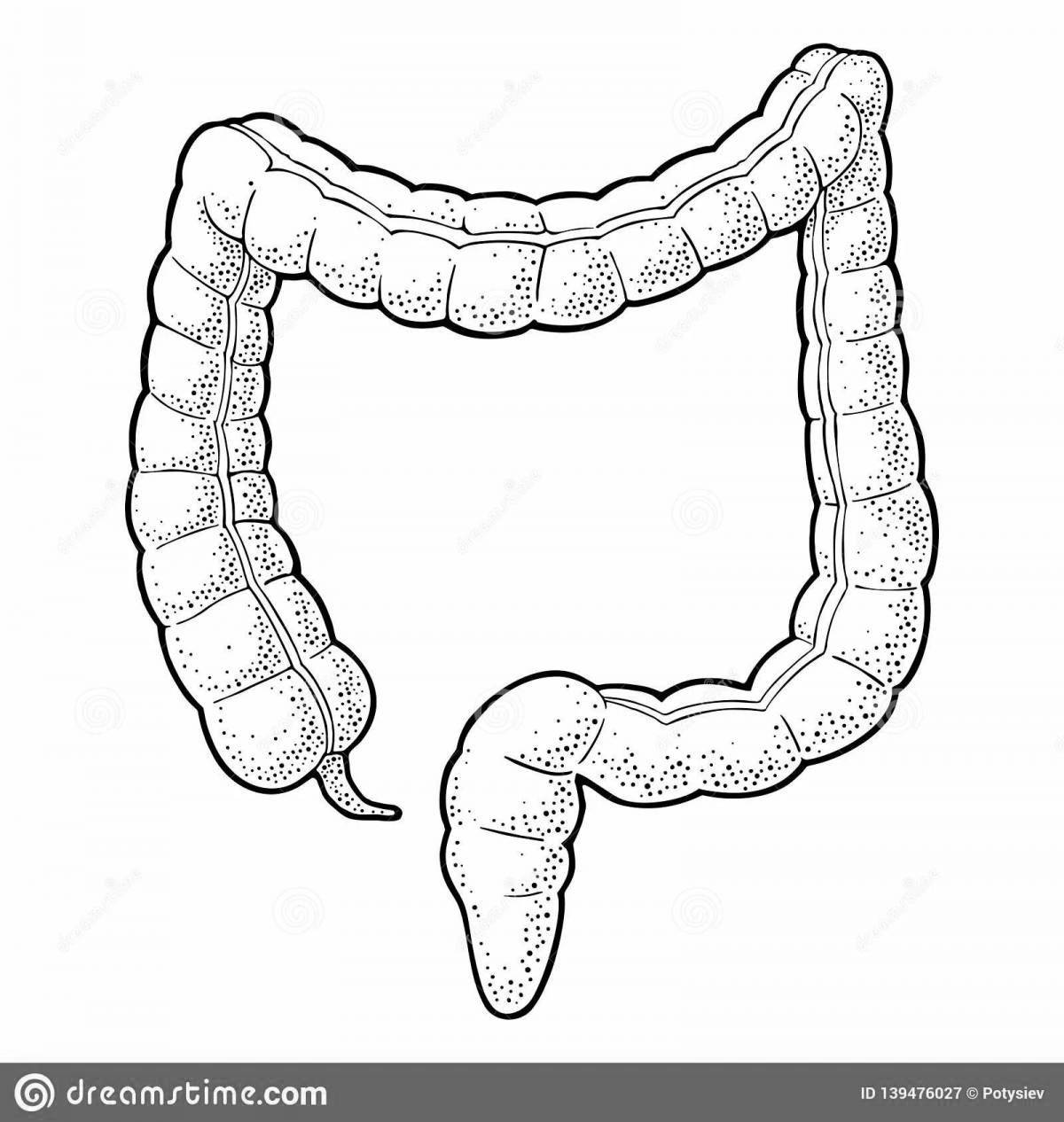 Excellent coloring of the human intestine