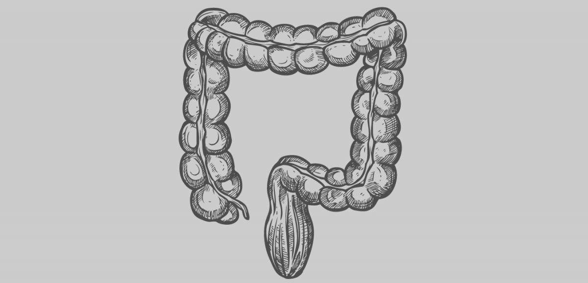 Great coloring of the human intestine