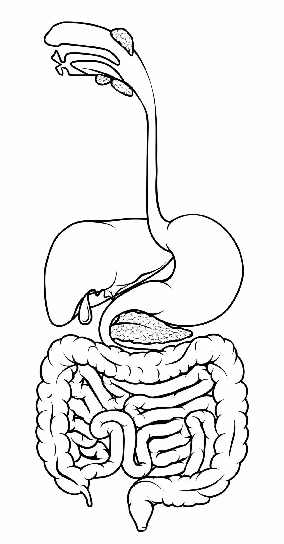 Great human intestine coloring book