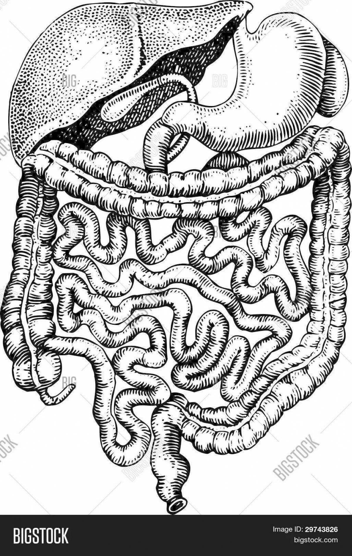 Excellent human intestine coloring