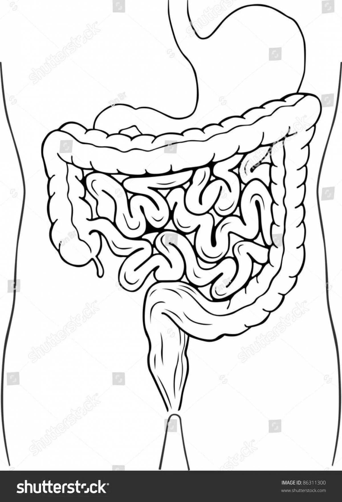 Glossy coloring human intestines