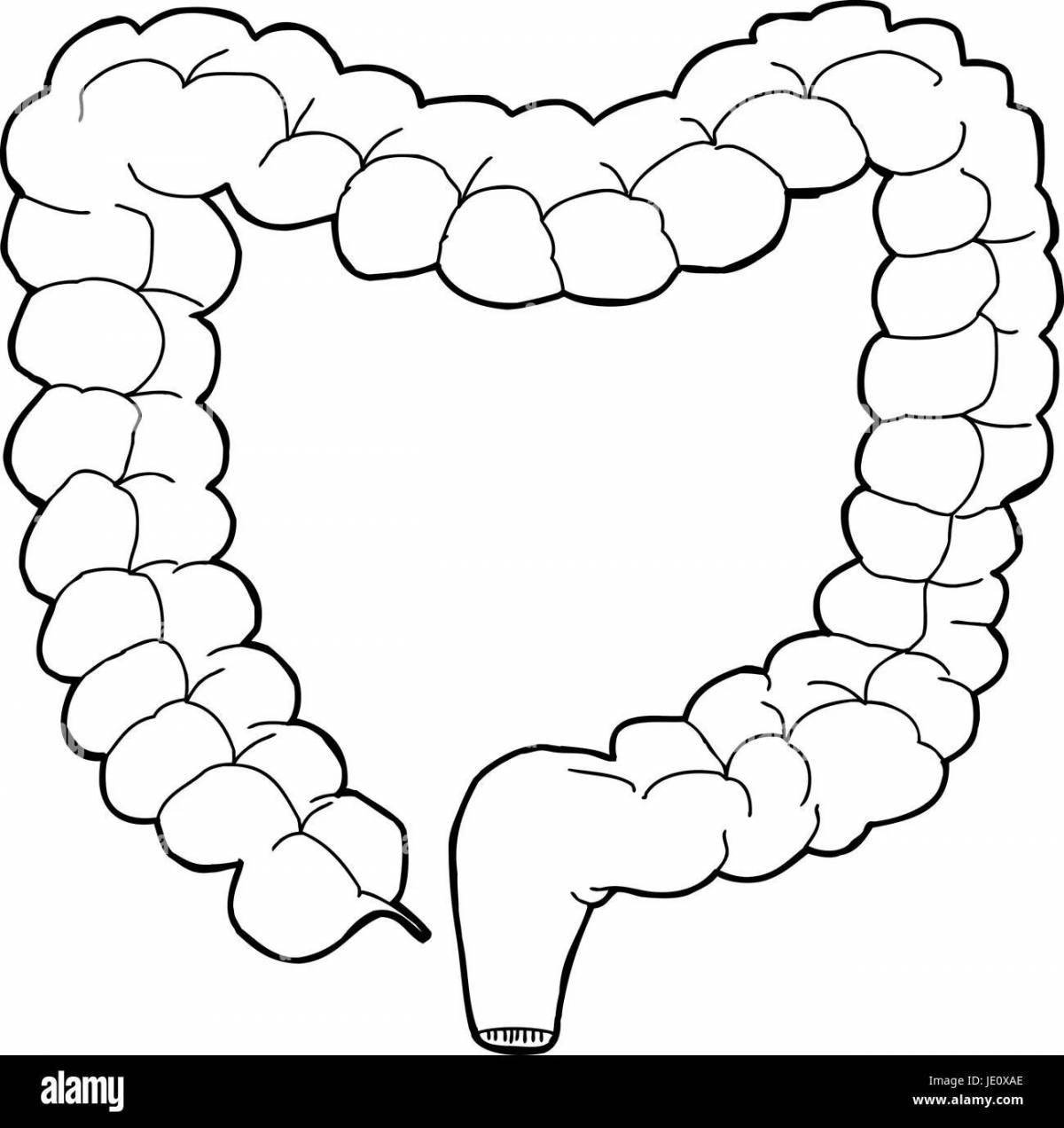 Graphic coloring of the human intestine