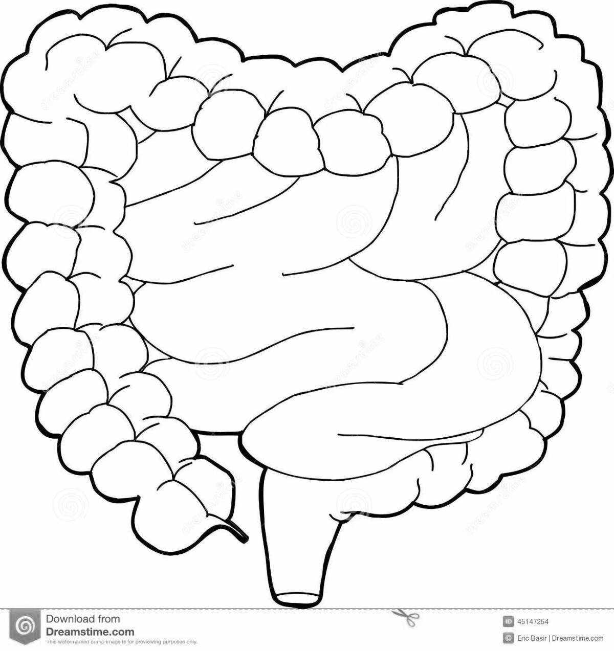 Заманчивая раскраска человеческий кишечник
