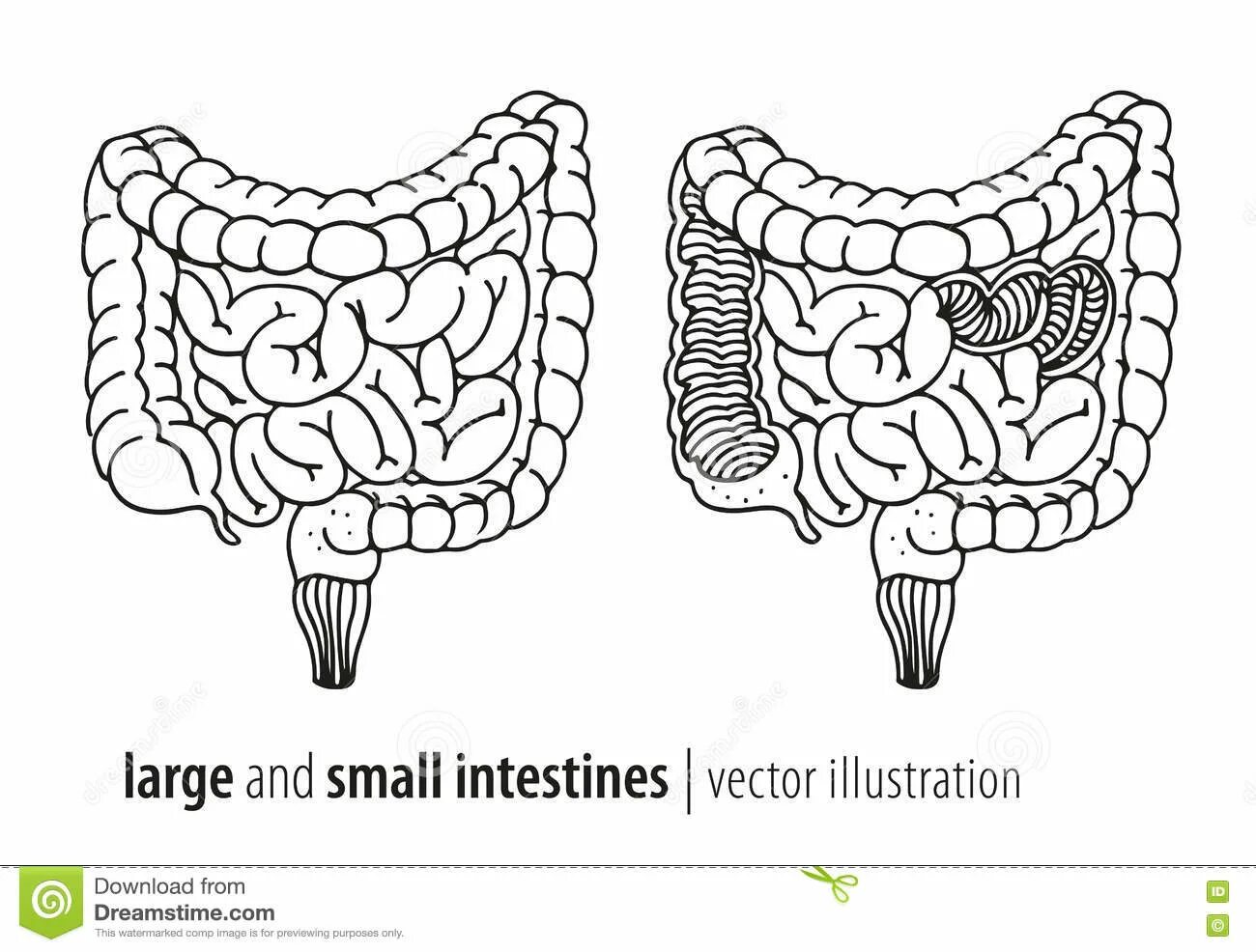 Coloring book captive human intestines