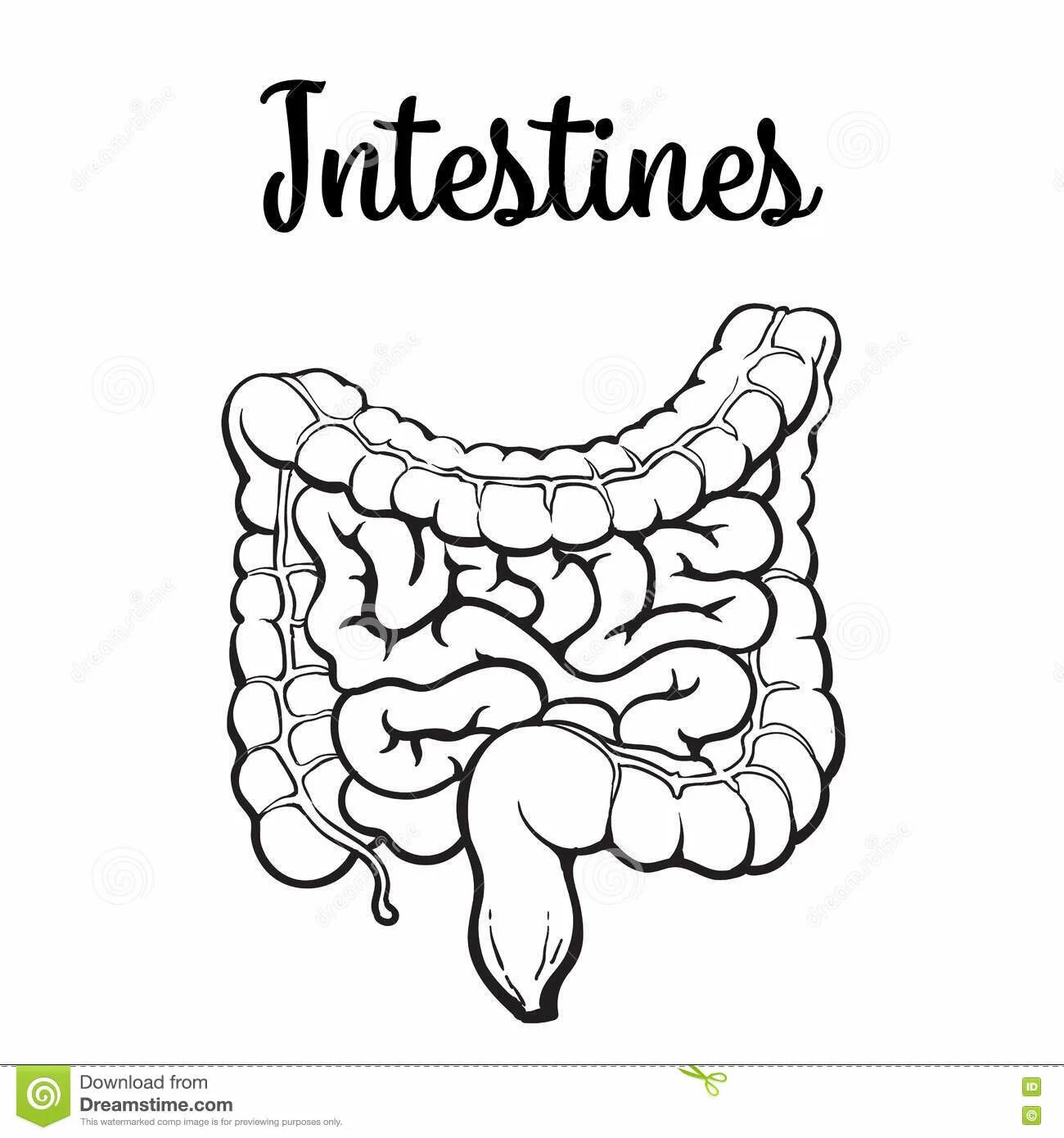 Human intestine #1
