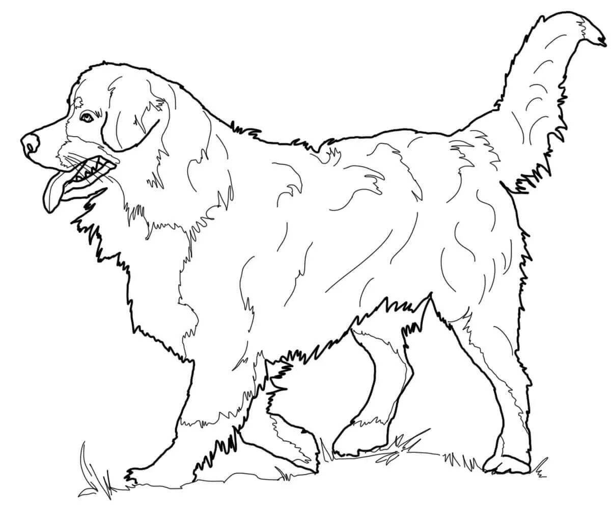 Coloring book bright caucasian shepherd dog