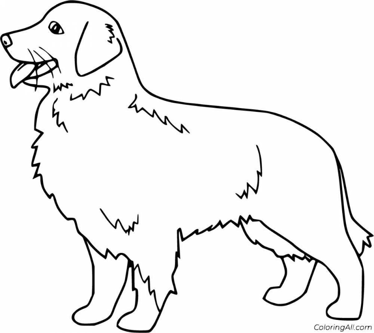 Раскраска собака золотистый ретривер